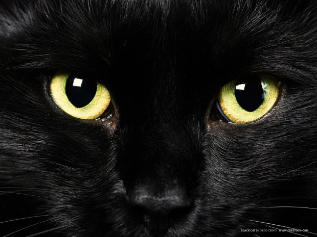 Close-up of a black cat with yellow, piercing eyes.